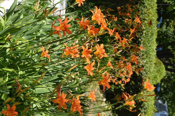 Оранжевый цветок ежедневно, SHRUB GROWING IN the FLOWERBED IN the GARDEN - Фото, изображение