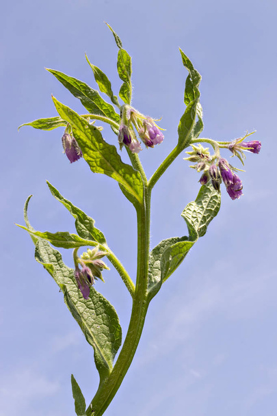Zdrowe żywokost kwiaty z liści (Symphytum officinale) w środowisku naturalnym. Żywokost lekarski jest używany w medycynie ekologicznej. - Zdjęcie, obraz