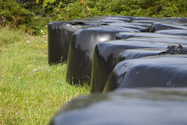 Plusieurs balles de paille et de fourrage, utilisées comme aliments du bétail, enveloppées dans des plastiques noirs brillants disposés verticalement pour la collecte, sur un champ vert en août, en Galice, dans le nord de l'Espagne
. - Photo, image