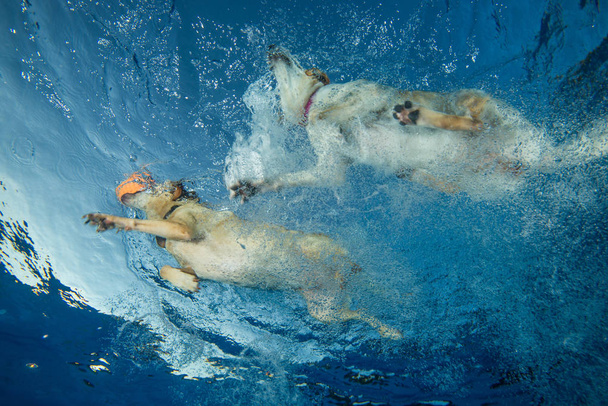 Dog are swimming in water.  - Photo, Image