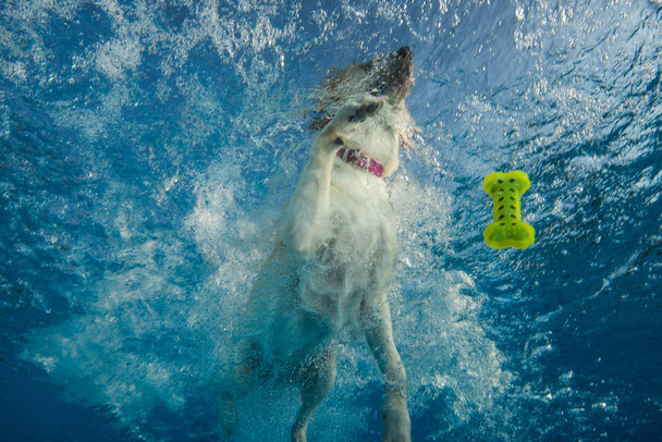 Koirat uivat vedessä.
.  - Valokuva, kuva