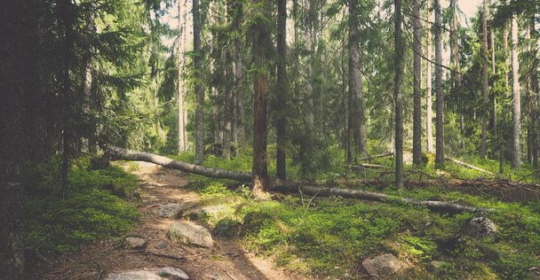 természetes erdő, Finnország - Fotó, kép