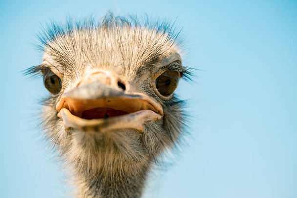 ostrich bird head and neck front portrait in the park over sky background - 写真・画像