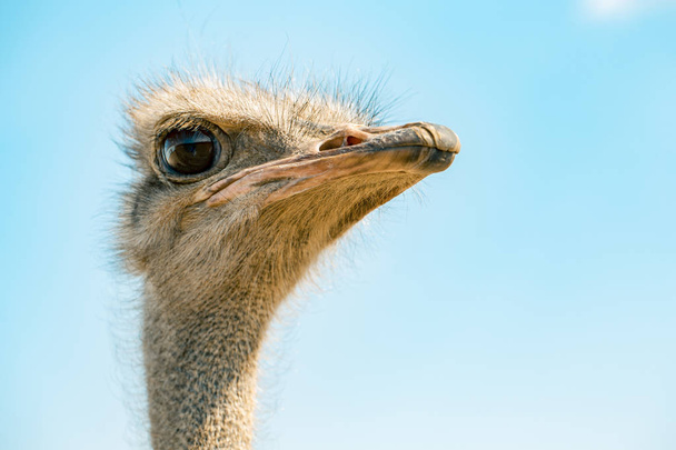 ostrich bird head and neck front portrait in the park over sky background - Foto, imagen