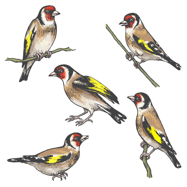 Hand drawn goldfinches isolated on white. Set of colorful singing birds.Vector sketch of songbirds sitting on branches. - Вектор,изображение
