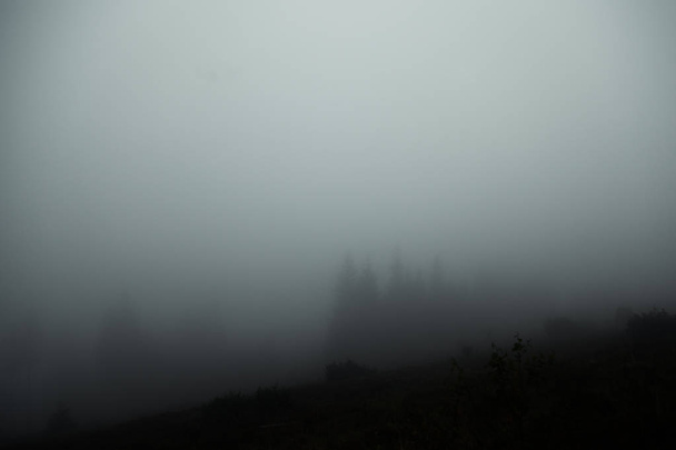 霧はほとんど何も目に見える木の暗いシルエットのみ - 写真・画像