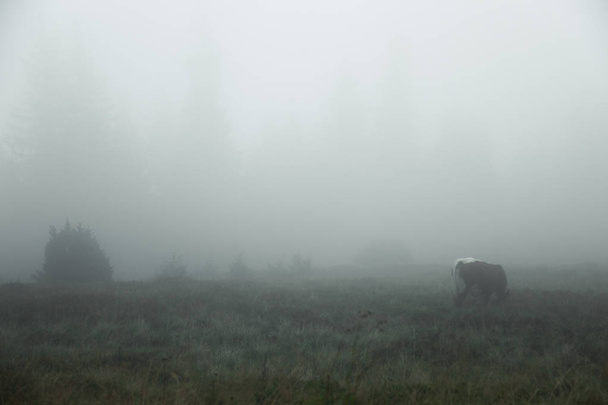 Niebla es casi nada visible solo las siluetas oscuras de los árboles
 - Foto, imagen