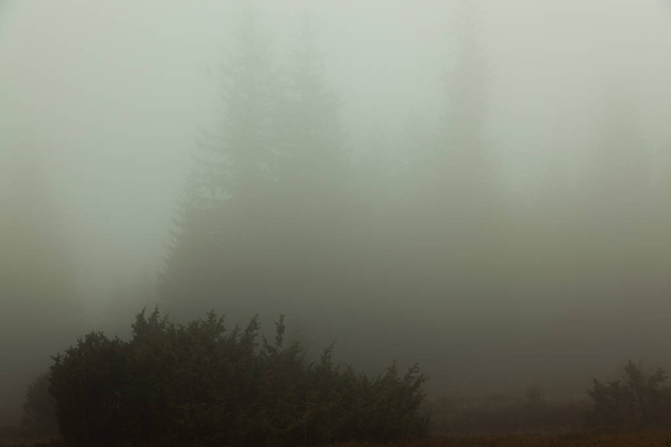 Niebla es casi nada visible solo las siluetas oscuras de los árboles
 - Foto, Imagen