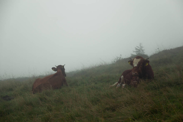 горы, покрытые густым туманом, стадо быков пасется
 - Фото, изображение
