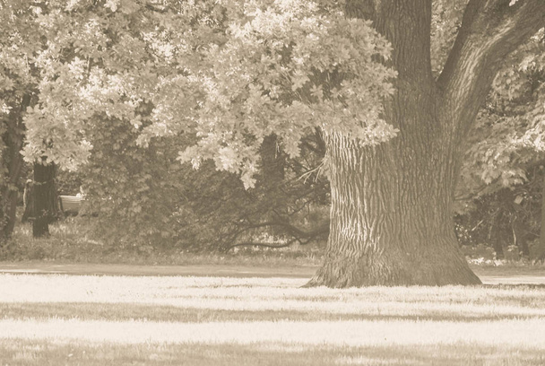 old oak tree in park - Fotó, kép