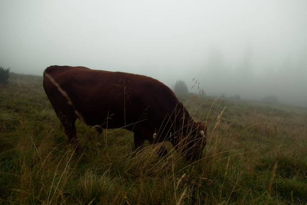 горы, покрытые густым туманом, стадо быков пасется
 - Фото, изображение