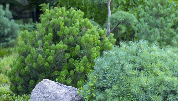 Cultivar enano pino de montaña Pinus mugo var. pumilio en el jardín rocoso de cerca
 - Foto, imagen