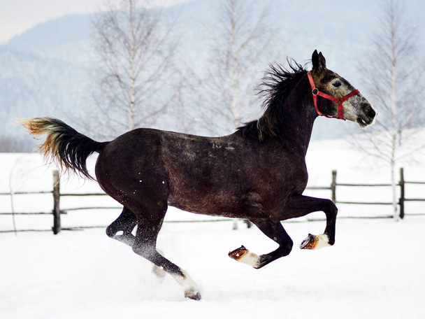Bellissimi cavalli che giocano all'aperto nella giornata nebbiosa invernale
 - Foto, immagini