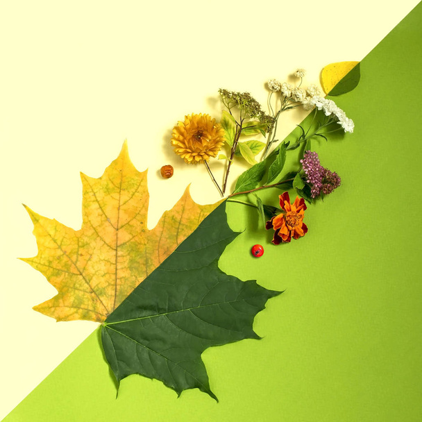 夏と秋は葉と花の例のコントラスト。季節変化の概念。最小限のスタイル - 写真・画像