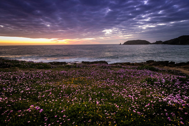Champ de fleurs devant un magnifique coucher de soleil sur la mer sarde
 - Photo, image
