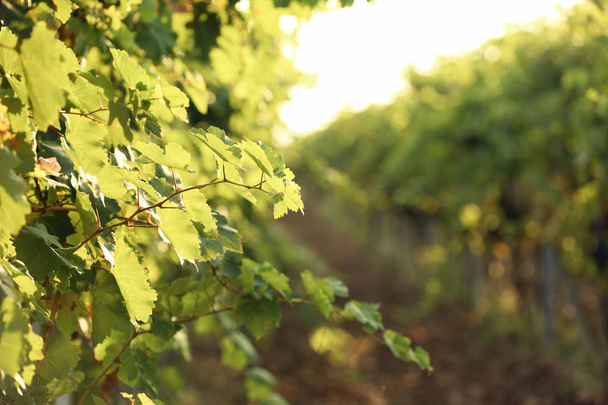 Green grape vines growing in vineyard, closeup view - Photo, Image