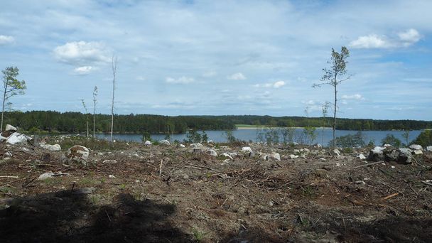 スウェーデンの湖の森林伐採 - 写真・画像
