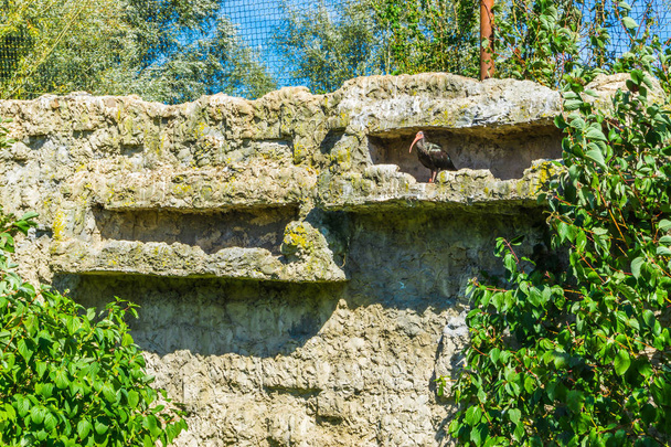 лисий чорний немовля ібіс птах на його кам'яній стіні сховався
 - Фото, зображення
