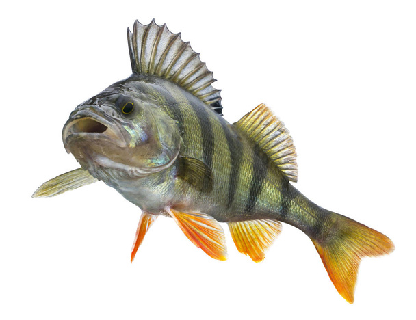 スズキ魚、白い背景で隔離のトロフィーです。メラーノの産地 - 写真・画像