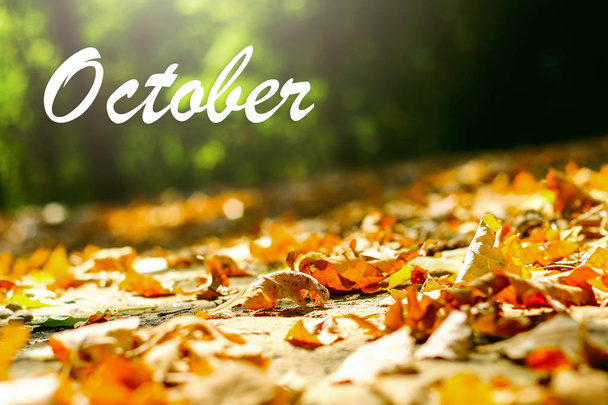 background of autumn leaves autumn leaves in a Park on earth, yellow, green leaves in autumn Park. Hello october - Photo, Image