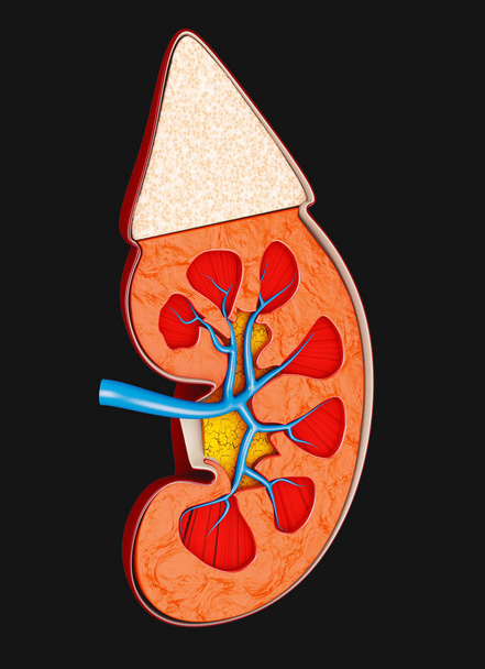 Δομή των νεφρών ιατρικό 3d απεικόνιση. Επιστήμη ιατρικού εκπαιδευτικού υλικού - Φωτογραφία, εικόνα