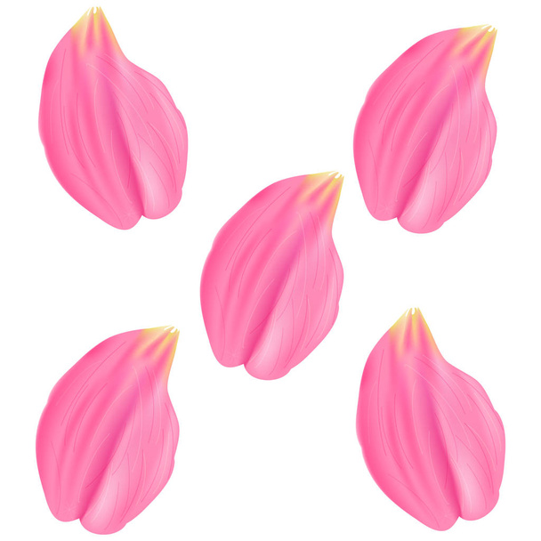 Ilustração vetorial. Definir pétalas de rosa rosa. Fundo branco - Vetor, Imagem