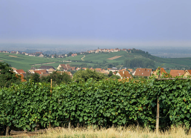 route des vins alsace france - Foto, Imagen