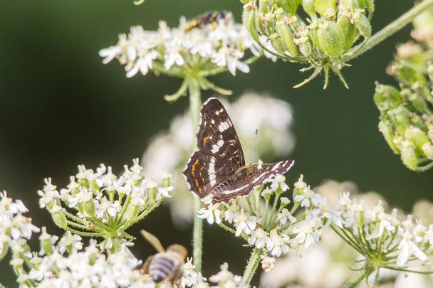 Araschnia levana on the flower umbels of wild carrot - Photo, Image