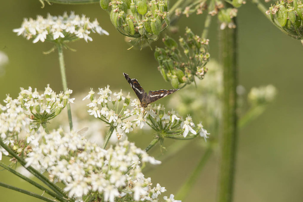 Araschnia levana on the flower umbels of wild carrot - Photo, Image