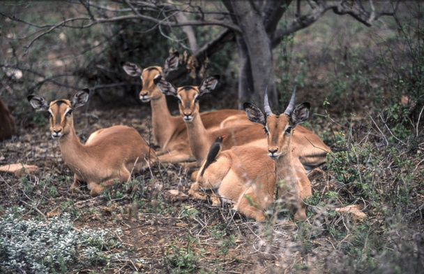 Impala (Aepyceros melampus), národní Park Kruger, Mpumalanga, Jihoafrická republika - Fotografie, Obrázek