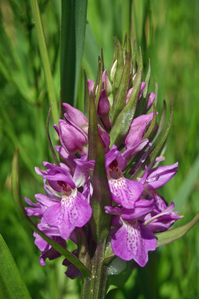 Virágzás tüske a Mocsári kosbor (Dactylorhiza sp. talán praetermissa, a déli marsh orchidea) a nedves Margó a mocsár. A levelek az ugyanabból a növényből, és más növényzet háttér. - Fotó, kép