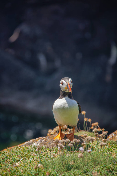 Close view of a  puffin on a rock  on sunny day in Saltee Islands. Ireland. - Foto, Bild