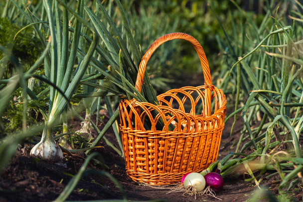 Onions near basket in vegetable garden in village. Harvesting onions - Foto, afbeelding