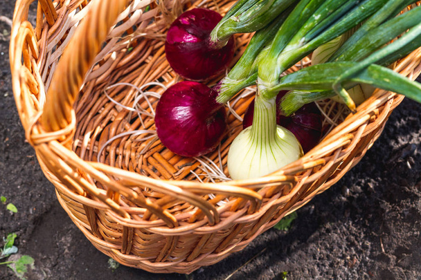 Onions in basket in vegetable garden - Foto, afbeelding