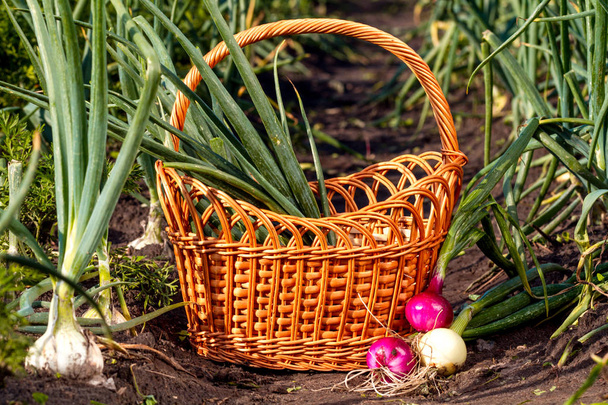 Red and white onions near basket in garden. - Foto, afbeelding