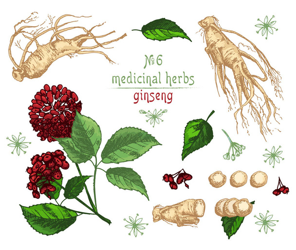 Реалистичный ботанический цветной эскиз корня женьшеня, цветов и ягод, выделенных на белом фоне, коллекция цветочных трав. Традиционное корейское лекарственное растение. Винтажная деревенская векторная иллюстрация
. - Вектор,изображение