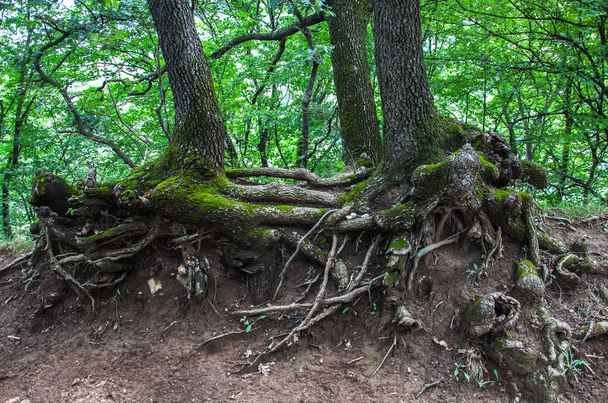 csavart öreg fák gyökerei - Fotó, kép