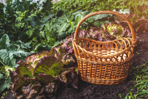 Empty basket in garden near growing vegetables - Foto, afbeelding