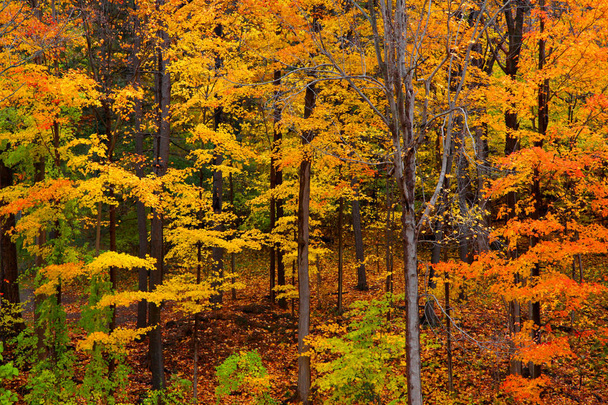 Arbres d'automne lumineux et feuilles tombées dans la forêt
 - Photo, image