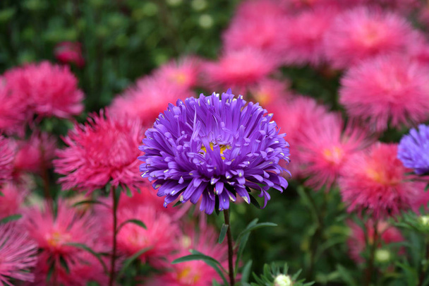 Planta de crisantemo púrpura
 - Foto, imagen