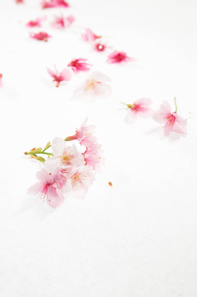 pink flowers isolated on white background - Photo, image