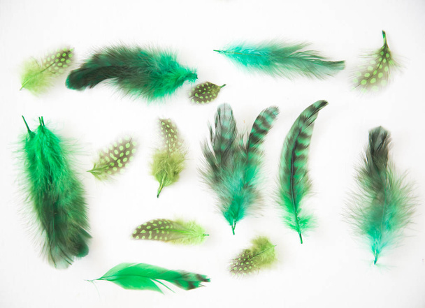 Hermoso fondo abstracto que consta de verde lima chartreuse teñido señora amherst plumas faisán
 - Foto, imagen