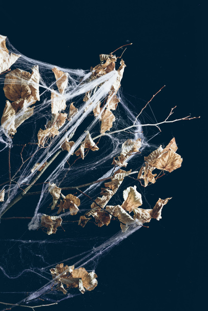 dry branch with leaves in spider web in darkness, halloween decor - Φωτογραφία, εικόνα