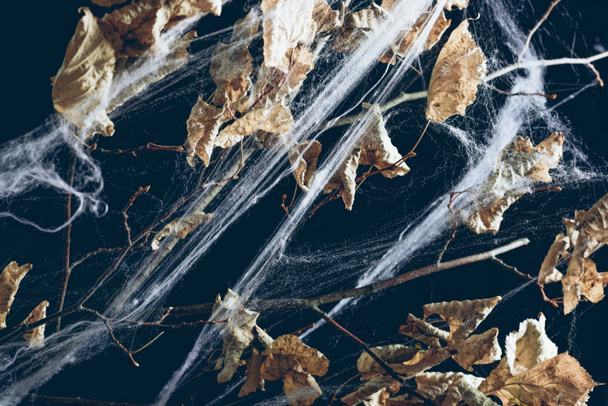 dry branch with leaves in spider web in darkness, halloween texture - Fotoğraf, Görsel
