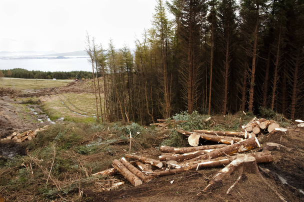 Industrial Tree Logging - UK - Photo, Image