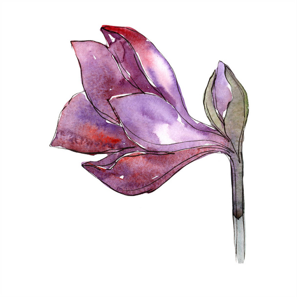 Watercolor purple amaryllis flower. Floral botanical flower. Isolated illustration element.  Aquarelle wildflower for background, texture, wrapper pattern, frame or border. - Fotoğraf, Görsel