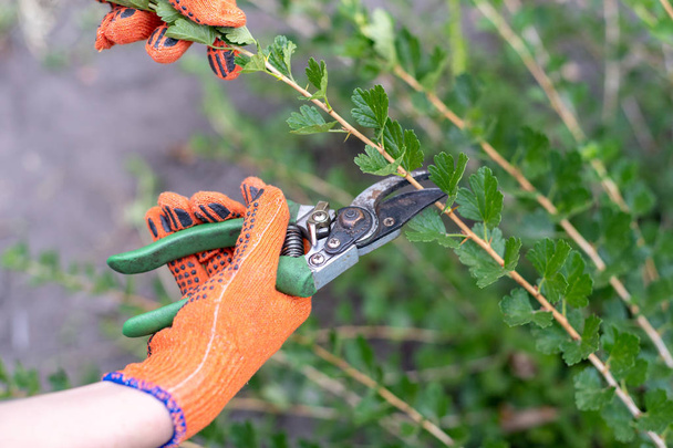 POV weergave dicht bijgesneden foto van jonge vrouw handen in oranje gloed houden schaar tuin snoeischaren gebruikt voor het knippen van pad knipsel boomtakken - Foto, afbeelding