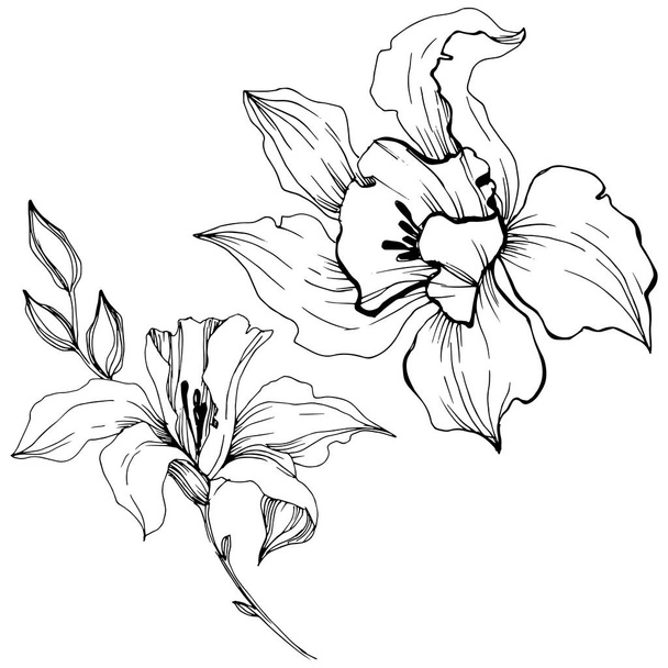 ベクトル熱帯蘭の花。花植物の花。孤立した図の要素。背景、テクスチャ、ラッパー パターン、フレームや境界線のベクトル ワイルドフラワー. - ベクター画像