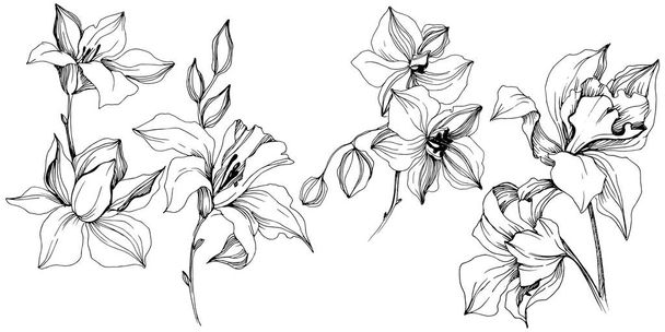 Fleur d'orchidée tropicale vectorielle. Fleur botanique florale. Élément d'illustration isolé. Fleurs sauvages vectorielles pour le fond, la texture, le motif d'emballage, le cadre ou la bordure
. - Vecteur, image