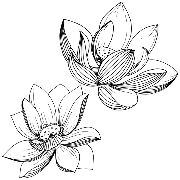 Vektor Lotosový květ. Květinové botanické květin. Izolované ilustrace prvek. Celé jméno rostliny: lotus. Wildflower vektorové pozadí, textura, souhrnný vzorek, rám nebo ohraničení. - Vektor, obrázek